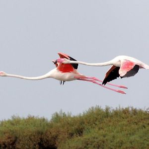 El Remanso III